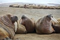 Walrus family haul out Royalty Free Stock Photo