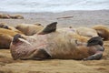 Walrus family haul out Royalty Free Stock Photo