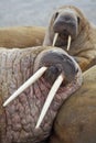 Walrus family haul out