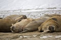 Walrus family haul-out Royalty Free Stock Photo