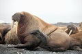 Walrus family haul-out Royalty Free Stock Photo