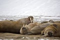 Walrus family haul out Royalty Free Stock Photo