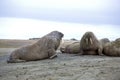 Walrus family haul-out Royalty Free Stock Photo