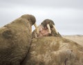 Walrus family haul-out Royalty Free Stock Photo