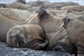 Walrus family haul out Royalty Free Stock Photo