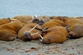 Walrus fight on the sand beach. Detail portrait of Walrus with big white tusk, Odobenus rosmarus, big animal in nature habitat on