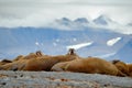 Walrus fight on the sand beach. Detail portrait of Walrus with big white tusk, Odobenus rosmarus, big animal in nature habitat on