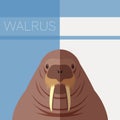 Walrus flat postcard