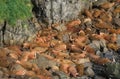 WALRUS GROUP odobenus rosmarus LAYING DOWN ON ROCKS, ROUND ISLAND IN ALASKA