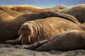 Walrus in a group of walruses on Prins Karls Forland, Svalbard