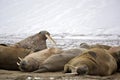 Walrus haul-out Royalty Free Stock Photo