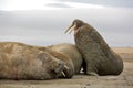 Walrus haul-out Royalty Free Stock Photo