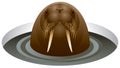 Walrus in the ice-hole Royalty Free Stock Photo