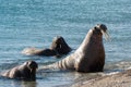 Walrus of Svalbard