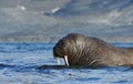 Walrus in Svalbard / Spitsbergen Royalty Free Stock Photo