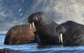 Walrus in Svalbard / Spitsbergen Royalty Free Stock Photo