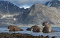 Walrus in Svalbard / Spitsbergen Royalty Free Stock Photo