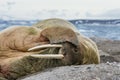 Walrus lies on a stony shore