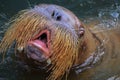 Walrus male head in pool