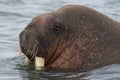 Walrus, Odobenus rosmarus Royalty Free Stock Photo