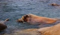 Walrus (Odobenus rosmarus)