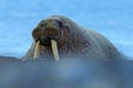 Walrus, Odobenus rosmarus, big animal stick out from blue water on pebble beach, in nature habitat, Svalbard, Norway