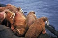 Walrus, odobenus rosmarus, Colony standing on Rocks, Round Island in Alaska