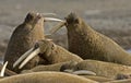 Walrus, Walrus, Odobenus rosmarus, Royalty Free Stock Photo