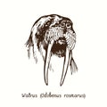 Walrus Odobenus rosmarus  head front view. Ink black and white doodle drawing Royalty Free Stock Photo