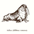 Walrus Odobenus rosmarus side view. Ink black and white doodle drawing Royalty Free Stock Photo