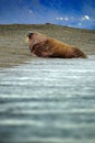 Walrus, Odobenus rosmarus, stick out from blue sea water on pebble beach, mountains in background, Svalbard, Norway