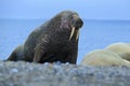 The walrus, Odobenus rosmarus, stick out from blue water on pebble beach, Svalbard, Norway Royalty Free Stock Photo