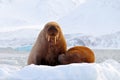Walrus, Odobenus rosmarus, stick out from blue water on white ice with snow, Svalbard, Norway. Mother with cub. Young walrus with