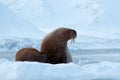 Walrus, Odobenus rosmarus, stick out from blue water on white ice with snow, Svalbard, Norway. Mother with cub. Young walrus with Royalty Free Stock Photo