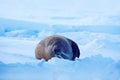 Walrus, Odobenus rosmarus, stick out from blue water on white ice with snow, Svalbard, Norway. Winter landscape with big animal. S
