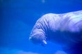 Walrus Odobenus rosmarus Royalty Free Stock Photo