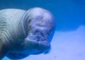 Walrus Odobenus rosmarus Royalty Free Stock Photo