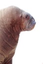 Walrus portrait over white