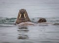 Walrus raises head, curious