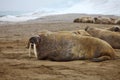 Walrus rookery