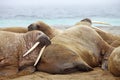 Walrus rookery Royalty Free Stock Photo
