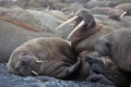 Walrus rookery