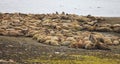 Walrus rookery