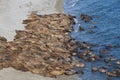 Walrus rookery