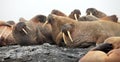 Walrus rookery