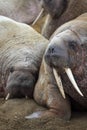 Walrus rookery Royalty Free Stock Photo