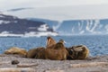 Walrus on the rookery near the sea