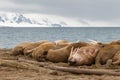 Walrus on the rookery near the sea