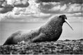 Walrus on the sand beach. Detail portrait of Walrus with big white tusk, Odobenus rosmarus, big animal in nature habitat on