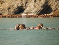 Walrus in Siberai